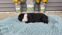 Karace, a female Boston Terrier for sale in Grabill, IN – 2 of 3