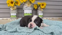 Kloylen, a male Boston Terrier for sale in Grabill, IN – 2 of 3