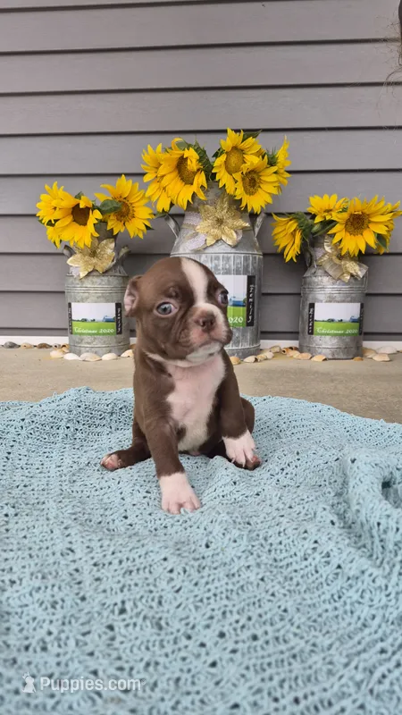 Kora – Boston Terrier puppy for sale in Grabill, IN