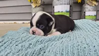 Kloylen, a male Boston Terrier for sale in Grabill, IN – 3 of 3