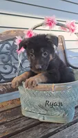 Ryan, a male German Shepherd Dog for sale in Grabill, IN – Photo 1 of 3