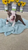 Klivina, a female Boston Terrier for sale in Grabill, IN – 3 of 4