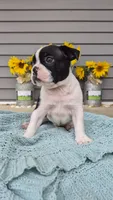 Kenry, a male Boston Terrier for sale in Grabill, IN – 3 of 3