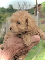 Mini’s Red Boy 1, a male Poodle - Toy  for sale in Rye, CO – 2 of 4