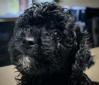 Lily’s Boy 1, a male Poodle - Toy  for sale in Rye, CO – Photo 2 of 3