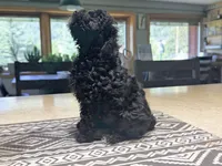 Lily’s Boy 1, a male Poodle - Toy  for sale in Rye, CO – Photo 3 of 3