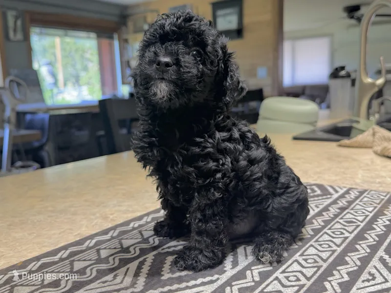 Lily’s Boy 1 – Poodle - Toy  puppy on hold in Rye, CO