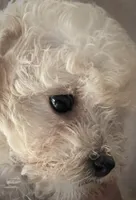 Mini’s Apricot Girl, a female Poodle - Toy  for sale in Rye, CO – 3 of 4
