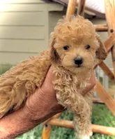 Mini’s Red Boy 2, a male Poodle - Toy  for sale in Rye, CO – 4 of 4