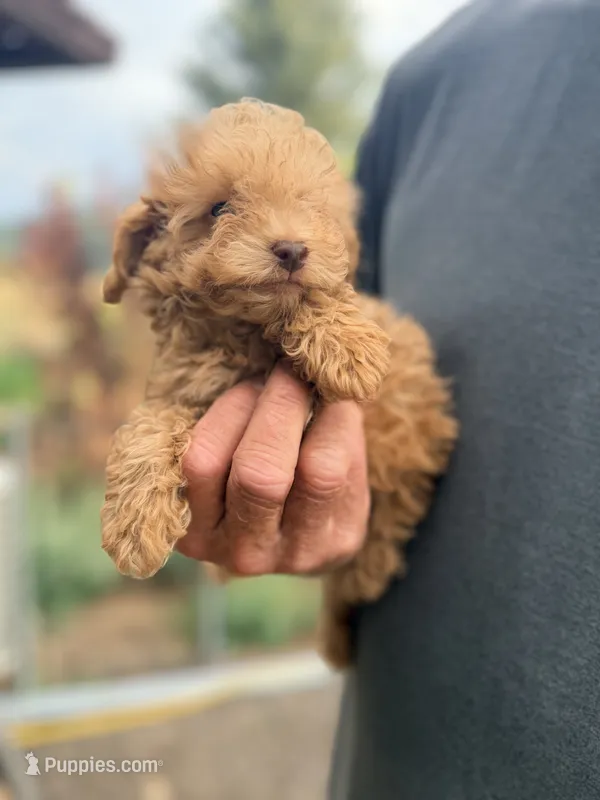 Mini’s Red Boy 1 – Poodle - Toy  puppy for sale in Rye, CO