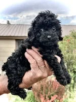 Mini’s Black Boy, a male Poodle - Toy  for sale in Rye, CO – 2 of 2