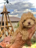 Mini’s Red Boy 1, a male Poodle - Toy  for sale in Rye, CO – 4 of 4