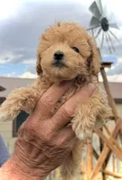 Mini’s Red Boy 2, a male Poodle - Toy  for sale in Rye, CO – 3 of 4