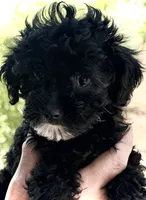 Lily’s Girl 2, a female Poodle - Toy  for sale in Rye, CO – 1 of 2