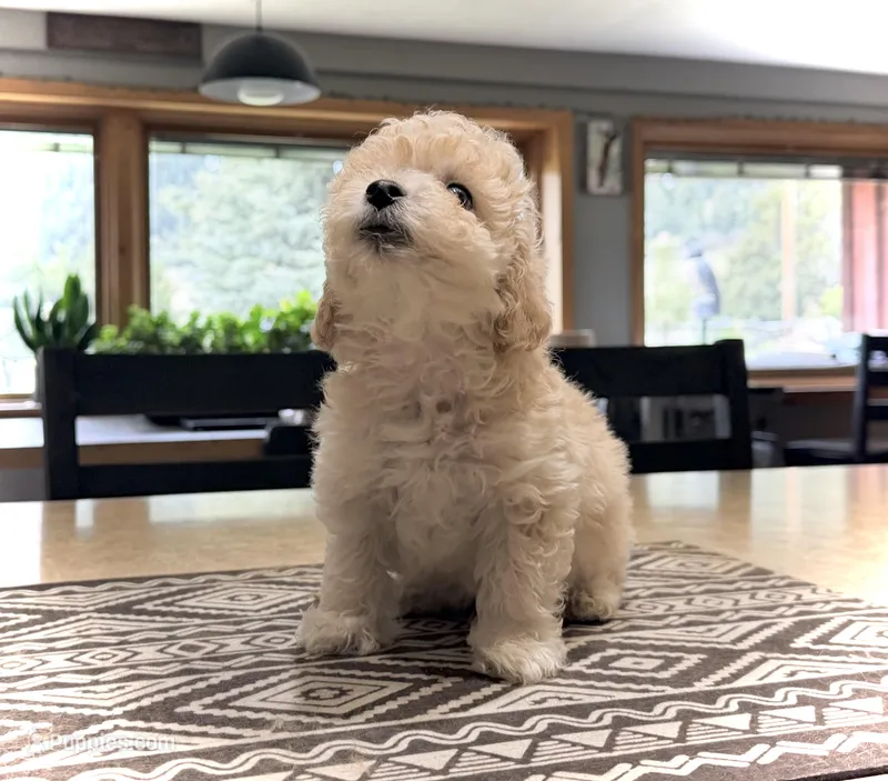 Midi’s Boy 3 – Poodle - Toy  puppy for sale in Rye, CO