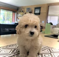 Midi’s Boy 3, a male Poodle - Toy  for sale in Rye, CO – 2 of 5