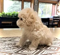 Midi’s Boy 3, a male Poodle - Toy  for sale in Rye, CO – 3 of 5