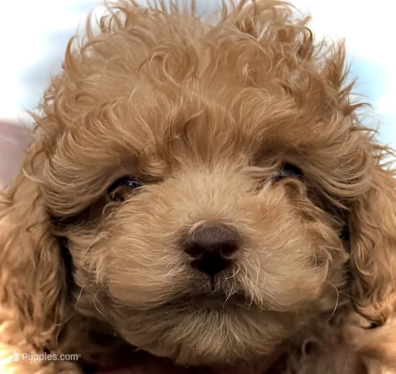 Mini’s Red Boy 1 – Poodle - Toy  puppy for sale in Rye, CO