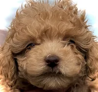 Mini’s Red Boy 1, a male Poodle - Toy  for sale in Rye, CO – 1 of 4