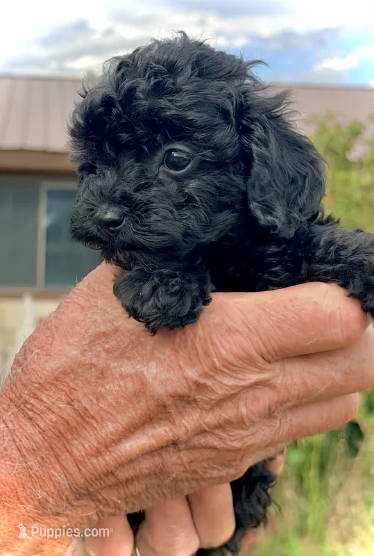 Mini’s Black Boy – Poodle - Toy  puppy for sale in Rye, CO