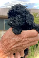 Mini’s Black Boy, a male Poodle - Toy  for sale in Rye, CO – 1 of 2