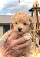 Mini’s Red Boy 2, a male Poodle - Toy  for sale in Rye, CO – 2 of 4