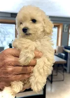 Midi’s Boy 1, a male Poodle - Toy  for sale in Rye, CO – Photo 3 of 5