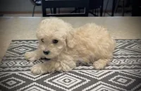 Midi’s Boy 1, a male Poodle - Toy  for sale in Rye, CO – Photo 1 of 5