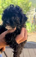 Lily’s Girl 2, a female Poodle - Toy  for sale in Rye, CO – 2 of 2
