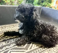 Lily’s Boy 2, a male Poodle - Toy  for sale in Rye, CO – 3 of 3