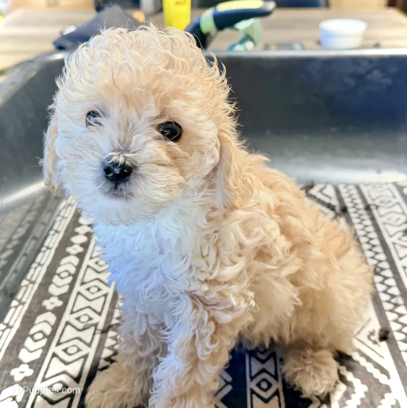 Midi’s Boy 3 – Poodle - Toy  puppy for sale in Rye, CO