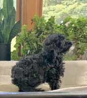 Lily’s Boy 2, a male Poodle - Toy  for sale in Rye, CO – 2 of 3