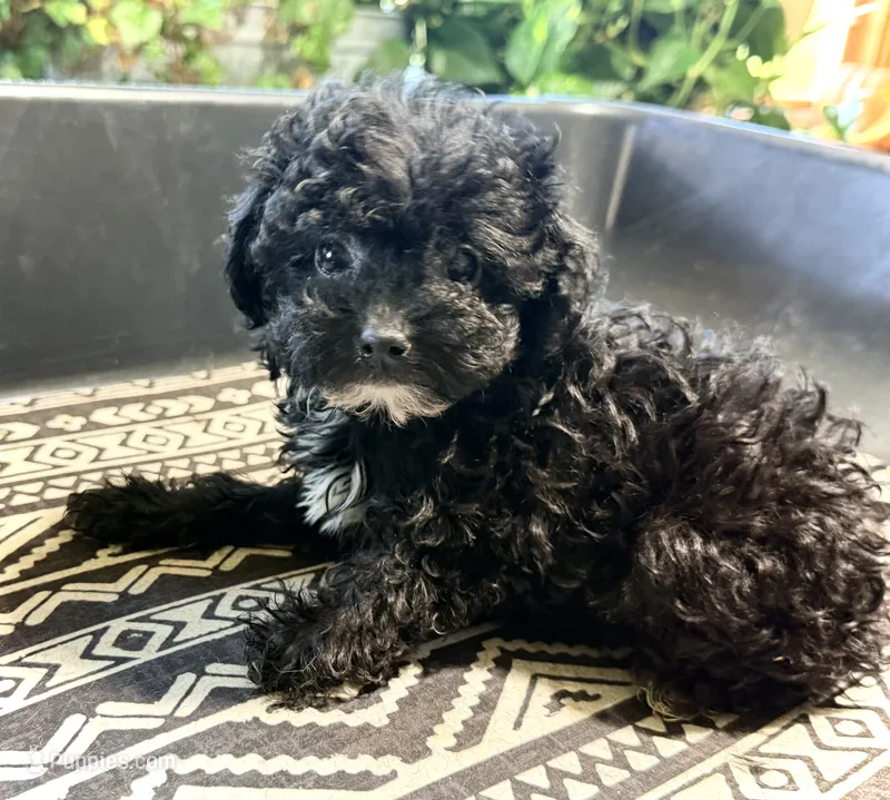 Lily’s Boy 2 – Poodle - Toy  puppy for sale in Rye, CO