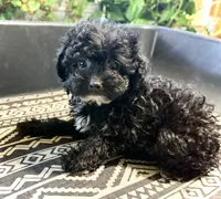Lily’s Boy 2, a male Poodle - Toy  for sale in Rye, CO – 1 of 3
