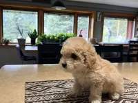 Midi’s Boy 2, a male Poodle - Toy  for sale in Rye, CO – 3 of 5