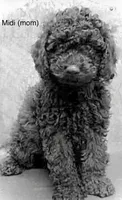 Midi’s Boy 2, a male Poodle - Toy  for sale in Rye, CO – 4 of 5