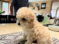 Midi’s Boy 2, a male Poodle - Toy  for sale in Rye, CO – 2 of 5