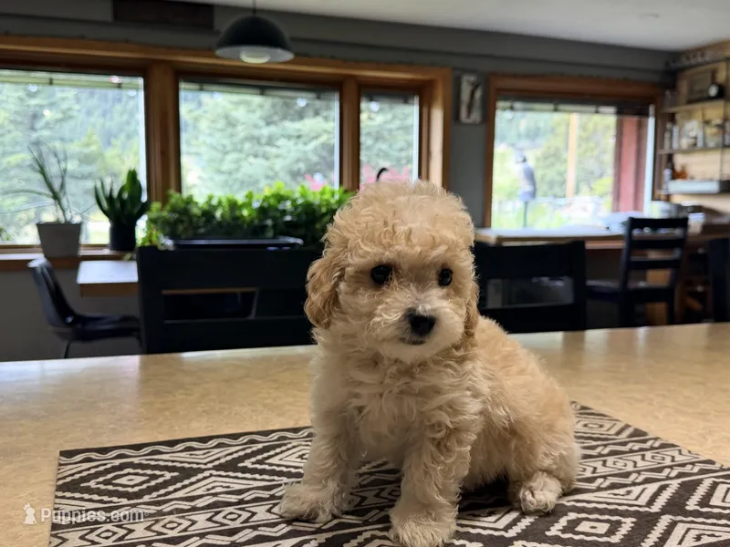 Midi’s Boy 2 – Poodle - Toy  puppy for sale in Rye, CO
