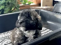 Midi’s Girl, a female Poodle - Miniature  for sale in Rye, CO – 3 of 5