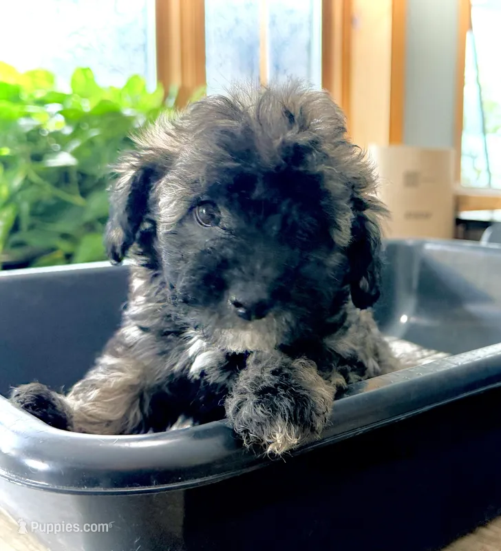 Midi’s Girl – Poodle - Miniature  puppy for sale in Rye, CO