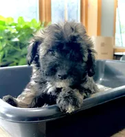 Midi’s Girl, a female Poodle - Miniature  for sale in Rye, CO – 1 of 5