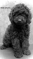 Midi’s Girl, a female Poodle - Miniature  for sale in Rye, CO – 5 of 5
