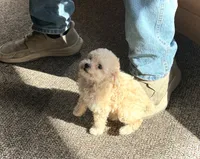 Mini’s Apricot Girl, a female Poodle - Toy  for sale in Rye, CO – 2 of 4