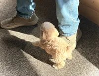 Mini’s Apricot Girl, a female Poodle - Toy  for sale in Rye, CO – 4 of 4