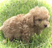 Mini’s Red Boy 1, a male Poodle - Toy  for sale in Rye, CO – 3 of 4