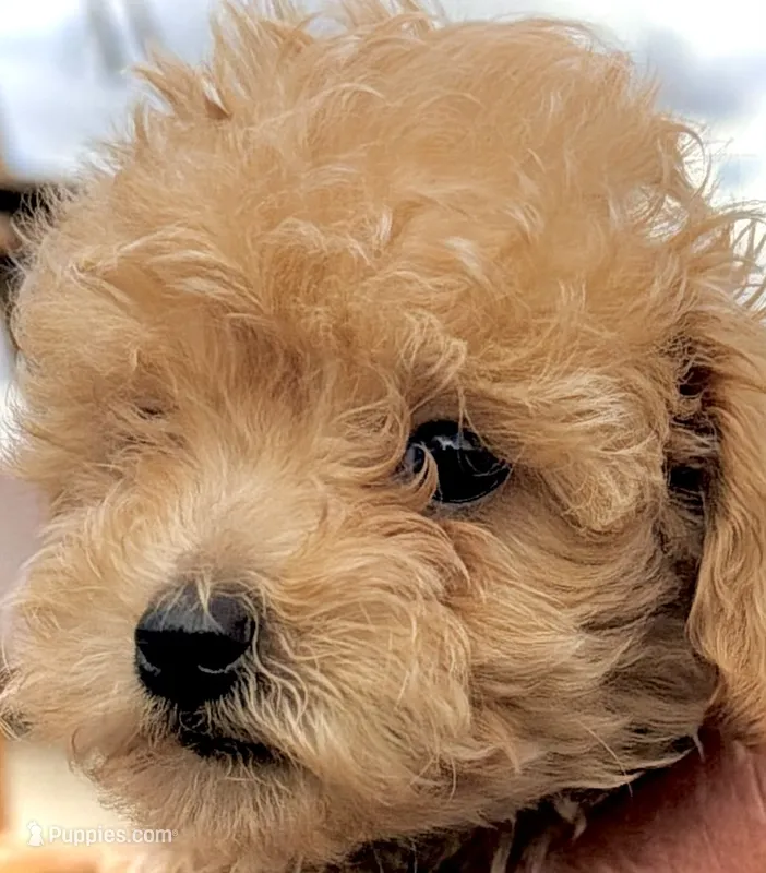 Mini’s Red Boy 2 – Poodle - Toy  puppy for sale in Rye, CO