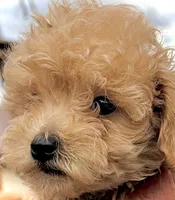 Mini’s Red Boy 2, a male Poodle - Toy  for sale in Rye, CO – 1 of 4