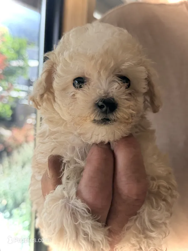 Mini’s Apricot Girl – Poodle - Toy  puppy for sale in Rye, CO
