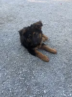 Puppy , a female German Shepherd Dog for sale in New Bern, NC – 2 of 3