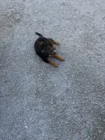 Puppy , a female German Shepherd Dog for sale in New Bern, NC – 3 of 3